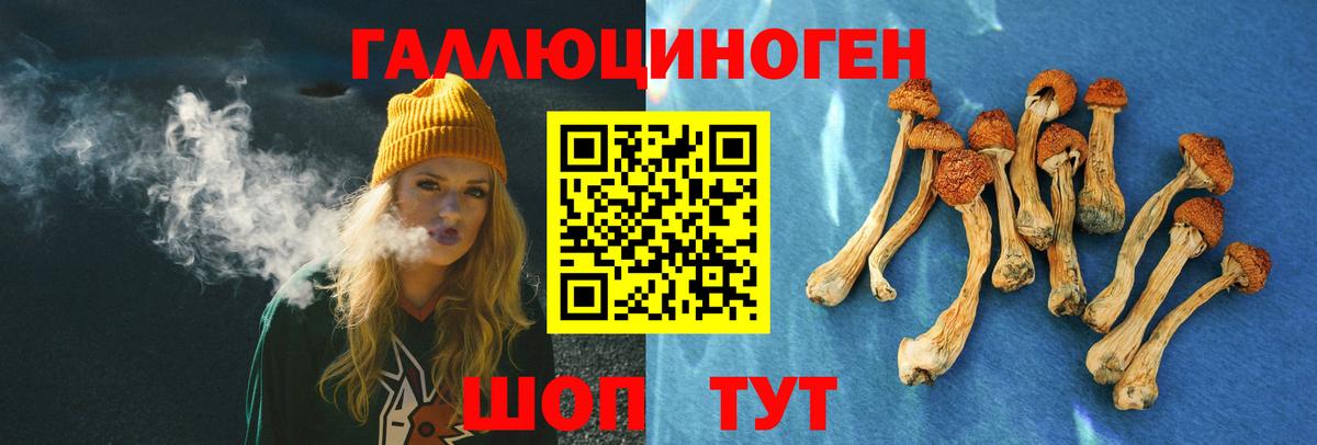 Галлюциногенные грибы Psilocybe  наркота  Выборг  Вход с VPN 